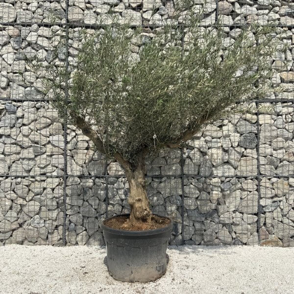 Gnarled Olive Tree Multi Stem H679 - 7BC2A2F0 EF44 44A0 B0DD 07B804DD8943 1 105 c