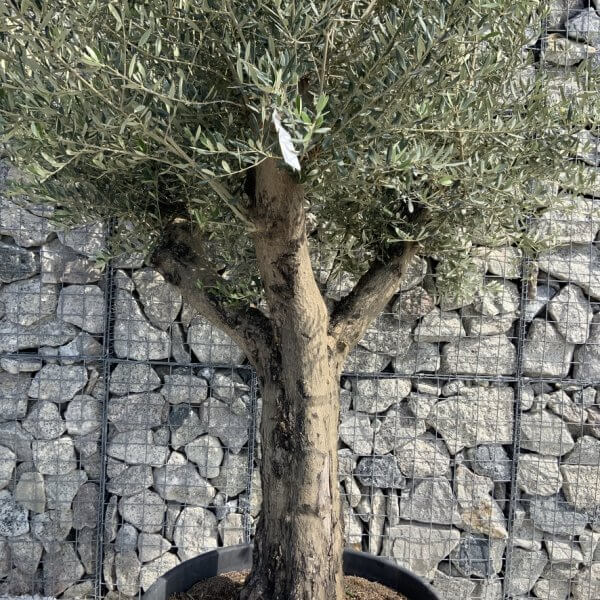 Gnarled Olive Tree Multi Stem H611 - 7C818389 0CED 4201 8BFA C2F339F1490F 1 105 c