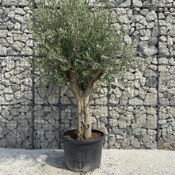Tuscan Olive Tree XXL Fluted/Chunky Multi Stem H652 - 7C83A146 C843 4D4C 80DD ACCF04EC5033 1 105 c