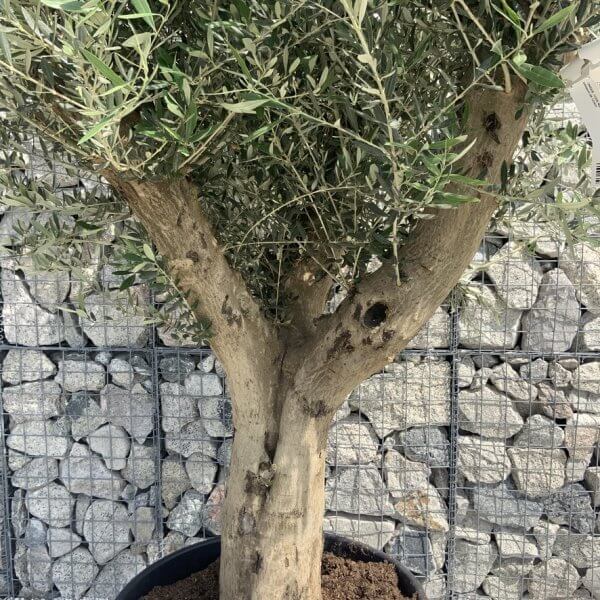 Tuscan Olive Tree XXL Fluted/Chunky Multi Stem H653 - 7DE2A4DE 22DE 43F1 B0E4 A7A20E25F01E 1 105 c