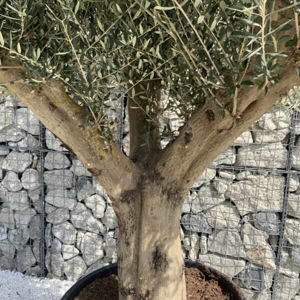 Tuscan Olive Tree XXL Fluted/Chunky Multi Stem H642 - 80574E3F A641 4B99 9D2D 723CCD146EEC 1 105 c