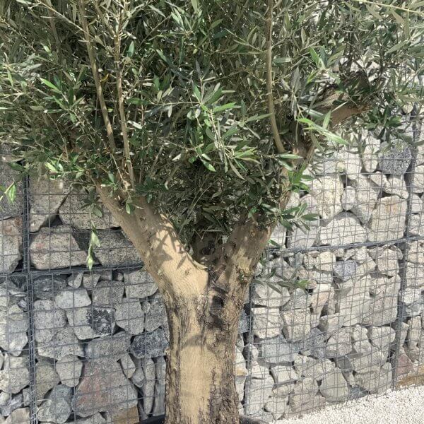 Gnarled Olive Tree Multi Stem H670 - 808EA6A7 B843 4EBA ABDD 1BB0D768BAFF 1 105 c