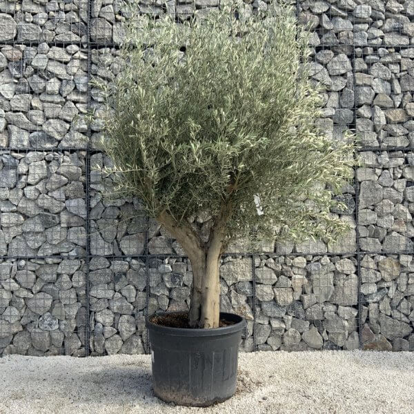 Tuscan Olive Tree XXL Fluted/Chunky Multi Stem H525 - 81EF54BD 0738 44F9 8D75 2985711F09E3 1 105 c
