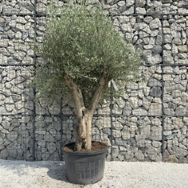 Tuscan Olive Tree XXL Fluted/Chunky Multi Stem H656 - 81F85A04 96D5 41E0 8B6A FC4694F0C6F5 1 105 c