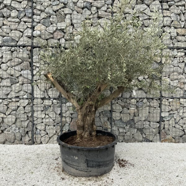 Gnarled Olive Tree XL Multi Stem Low Bowl H572 - 874D0B9B 64F6 420D 9DD2 BBA3FD46EA26 1 105 c