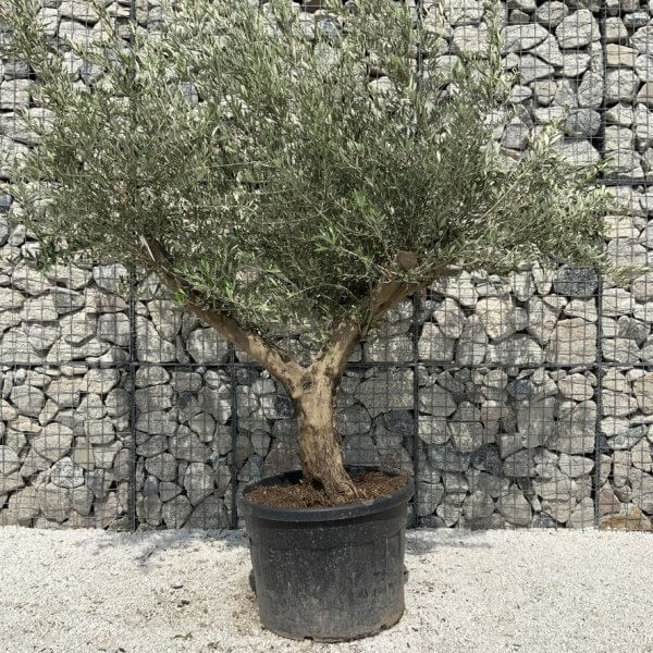 Gnarled Olive Tree Multi Stem H689 - 877137B8 7055 4FA6 ACB5 C089D86E8A76 1 105 c