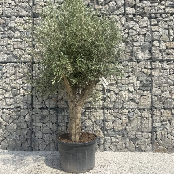 Tuscan Olive Tree XXL Fluted/Chunky Multi Stem H662 - 889F2473 6B15 4ADE B068 0B9668E4A3FB 1 105 c