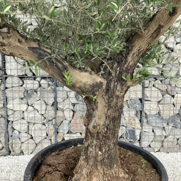 Gnarled Olive Tree XL Multi Stem Low Bowl H575 - 89B63A5B C235 4FA0 A3F2 B15FD2BC53F4 1 105 c