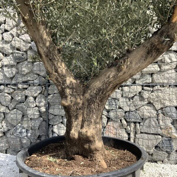 Gnarled Olive Tree XL Multi Stem Low Bowl H617 - 8A451C06 2672 4D7B 90BD E8DED123274F 1 105 c