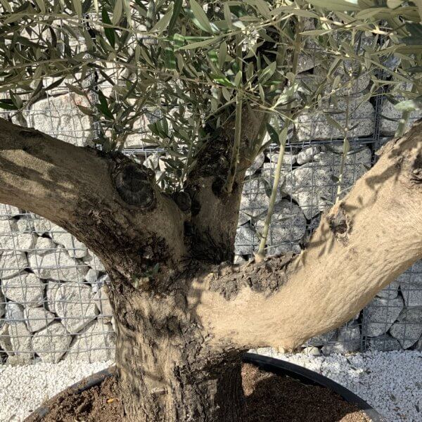 Gnarled Olive Tree XL Multi Stem Low Bowl H721 - 8A540E6F E815 4743 A593 6A8728105993 1 105 c