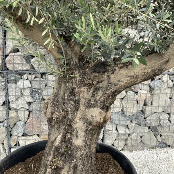 Gnarled Olive Tree Multi Stem H547 - 8AAF6A5C F003 4C0B BAEB C4997A2DF632 scaled