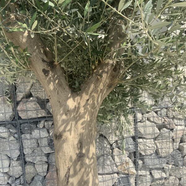 Tuscan Olive Tree XXL Fluted/Chunky Multi Stem H663 - 8F15F03E D856 4C1F B636 758B042A2A52 1 105 c