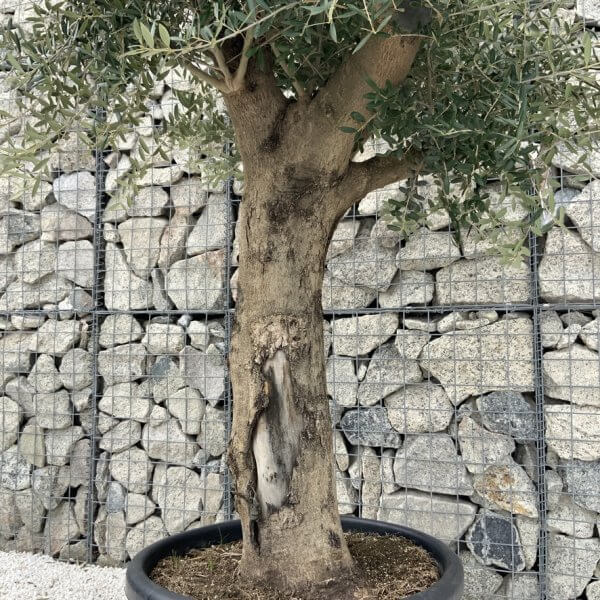 Olive Tree Super Tuscan Chunky Trunk (Individual) H632 - 8FE80CDE F4AF 40D3 93EF BE71BF9AEF99 1 105 c