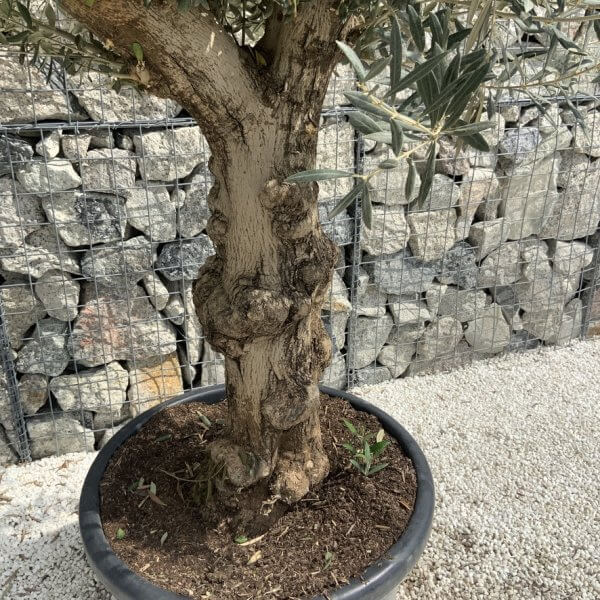 Semi Gnarled Olive Tree H860 - 91F12C9B 2A61 49A1 9A7A 3BA2B4A094D9 1 105 c