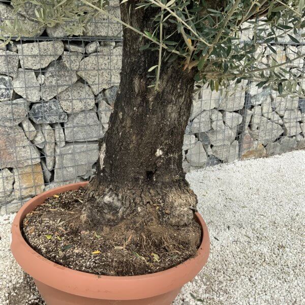 Olive Tree Gnarled XXL Natural Crown (In Patio Pot) H903 - 9220516F FA99 456B 9B35 80AF5239710C 1 105 c