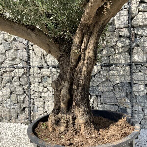 Gnarled Olive Tree XL Multi Stem Low Bowl H698 - 9648FC46 58DC 4641 8B23 7E5B6D421A8A 1 105 c