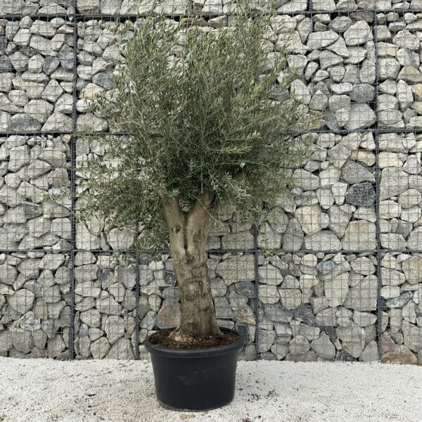 Olive Tree Super Tuscan Chunky Trunk (Individual) H638 - 9DA5F8DD 0D2E 4E91 8108 B16427464FA4 1 105 c