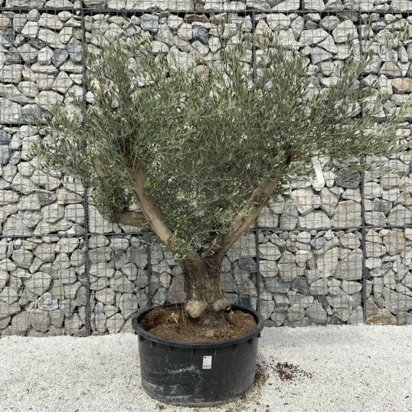 Gnarled Olive Tree XL Multi Stem Low Bowl H571 - 9FC7C6DB FBA8 4E9A BCC7 6FF6F68A7719 1 105 c