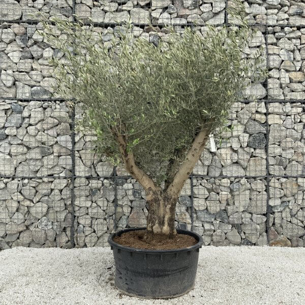Gnarled Olive Tree XL Multi Stem Low Bowl H568 - A04704DA F90E 4E6E BE9D 987CCE16CB29 scaled