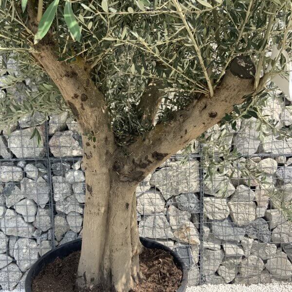 Tuscan Olive Tree XXL Fluted/Chunky Multi Stem H658 - A07E5656 63D3 45FE 9DF2 4CB55538D7AB 1 105 c