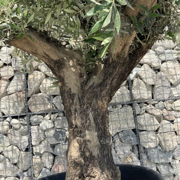 Gnarled Olive Tree Multi Stem H688 - A1F12C00 FB85 4E81 8B5C 1A4C4BB0D1CA 1 105 c