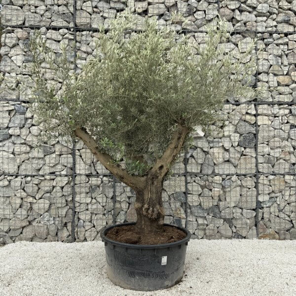 Gnarled Olive Tree XL Multi Stem Low Bowl H561 - A24E98AB E642 420D BDC6 F58E8EBFA934 1 105 c