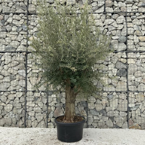 Olive Tree Super Tuscan Chunky Trunk (Individual) H636 - A2640AA0 5B51 4E18 B0EC 337633DFF010 1 105 c