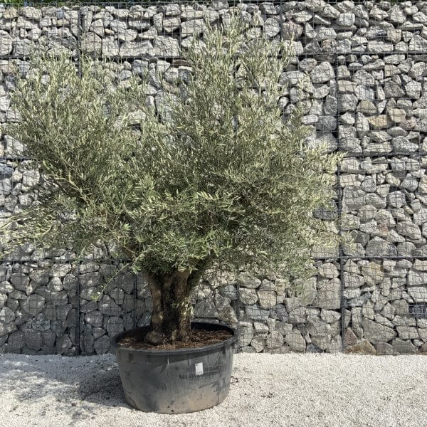 Gnarled Olive Tree XL Multi Stem Low Bowl H624 - A2B180D6 3C65 4999 BE39 0C30CCB8CFBC 1 105 c