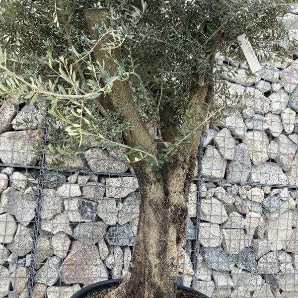 Olive Tree Super Tuscan Chunky Trunk (Individual) H639 - A364057A EE6D 4E91 952A 6CBF5B881715 1 105 c