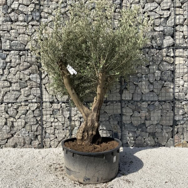 Gnarled Olive Tree XL Multi Stem Low Bowl H717 - A3CD59DB 2CCD 41DA 9F0B 26E930C22DC3 1 105 c