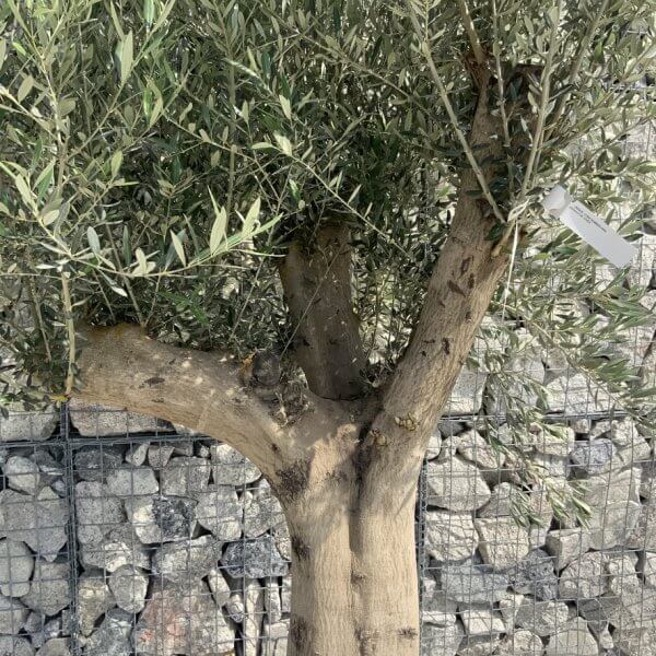 Tuscan Olive Tree XXL Fluted/Chunky Multi Stem H645 - A7418C4E E1CA 41DF 94D4 524AEB592748 1 105 c