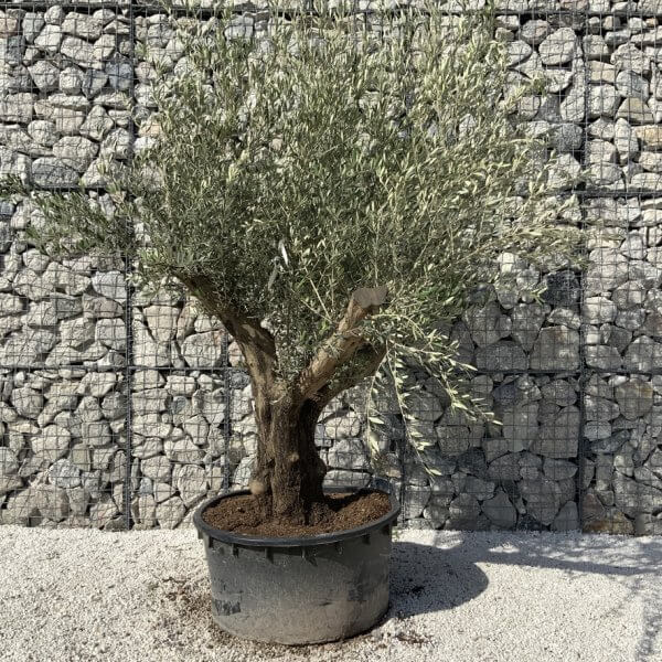 Gnarled Olive Tree XL Multi Stem Low Bowl H732 - A75E27BF DAE0 4C7D BD24 2799051AA5DD 1 105 c