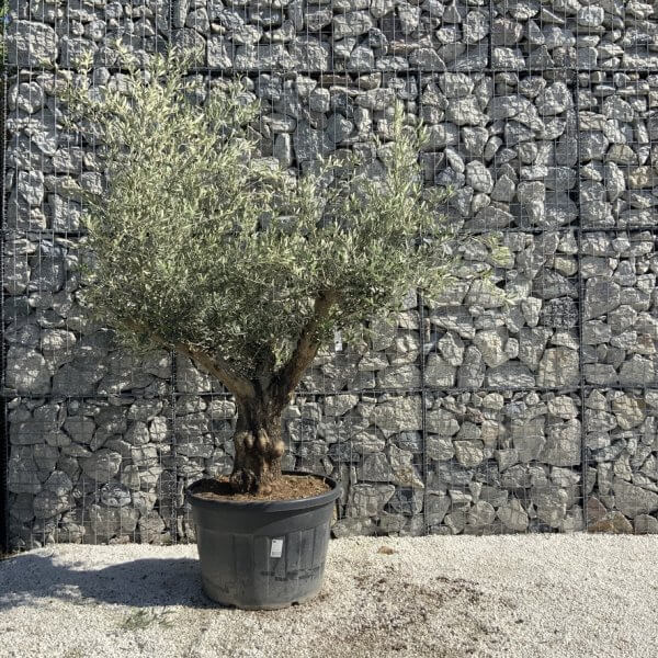 Gnarled Olive Tree Multi Stem H593 - A7708C3D FDA7 4938 97B9 B4892C2256E1 1 105 c