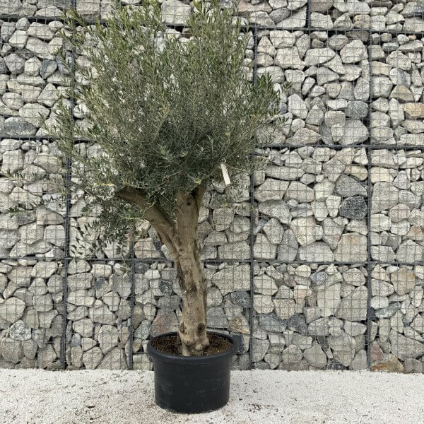 Olive Tree Super Tuscan Chunky Trunk (Individual) H635 - AA88A244 F7FD 40D1 AD26 82875EBC8A3F 1 105 c