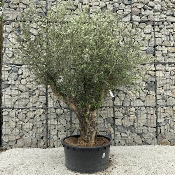 Gnarled Olive Tree XL Multi Stem Low Bowl H556 - AB31658E B371 4DD0 BAC0 75AA9C25446D scaled