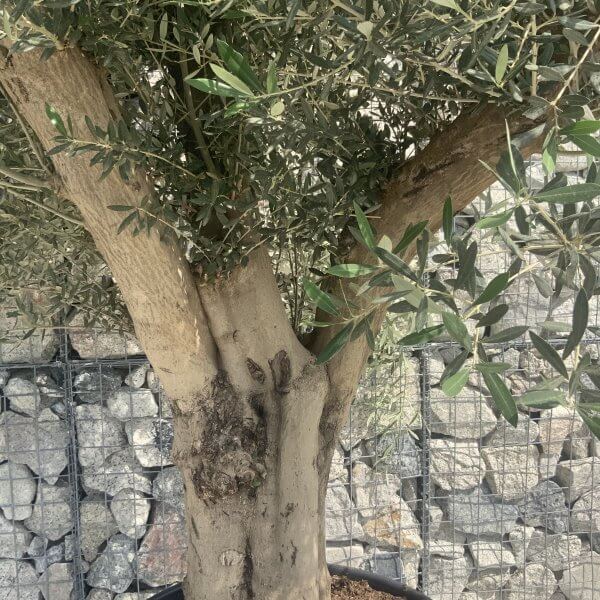 Tuscan Olive Tree XXL Fluted/Chunky Multi Stem H665 - AB4B9635 EEEC 469A 9A01 B88ECEA8F4BA scaled