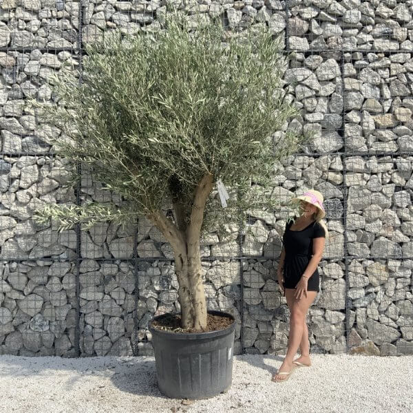 Tuscan Olive Tree XXL Fluted/Chunky Multi Stem H647 - AD359B81 8530 462A AE9B 13315AAD062E 1 105 c