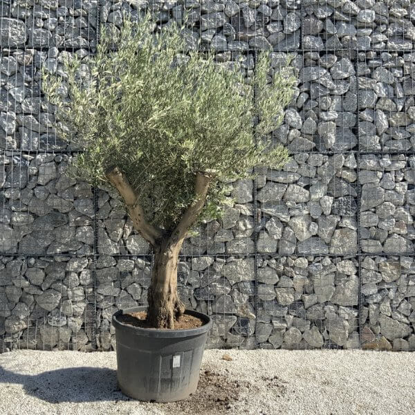 Gnarled Olive Tree Multi Stem H582 - AD8747C7 DA0B 4384 9818 FD5D1B1ACAA5 1 105 c