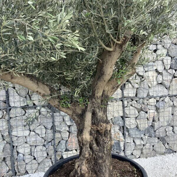 Gnarled Olive Tree XL Multi Stem Low Bowl H625 - AF1788FC B85A 4E7B A8DF F636B02B380B scaled