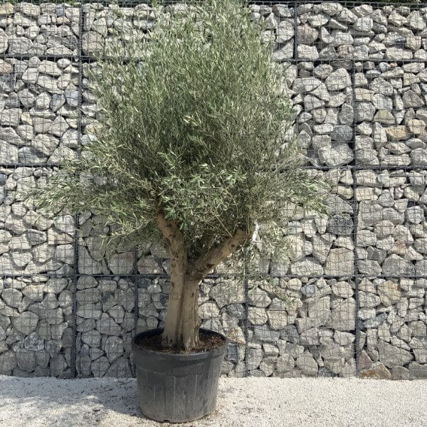 Tuscan Olive Tree XXL Fluted/Chunky Multi Stem H658 - B0601D64 3369 4473 9830 3C17866A4259 1 105 c