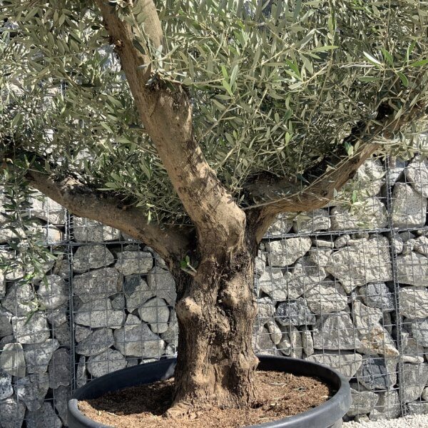Gnarled Olive Tree Multi Stem H598 - B1578268 955E 48BD 9023 4CF941DAA0AE 1 105 c