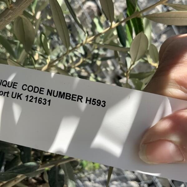 Gnarled Olive Tree Multi Stem H593 - B24D6CAE 03BC 42E0 B4B5 A16F2626287A 1 105 c