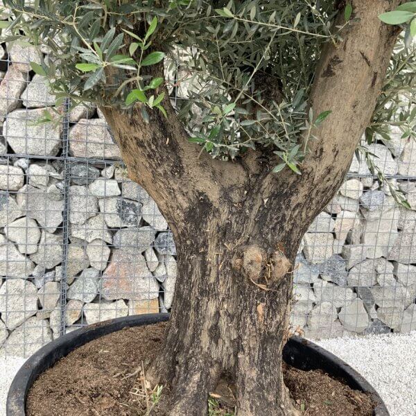 Gnarled Olive Tree XL Multi Stem Low Bowl H560 - B3BB9FB8 6C3B 4857 B250 5D20009BC386 1 105 c