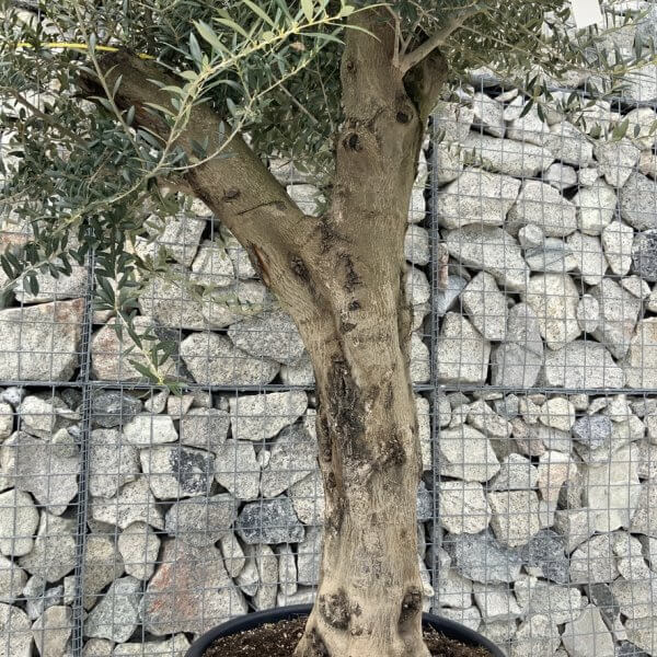 Olive Tree Super Tuscan Chunky Trunk (Individual) H635 - B40AA5BD 4970 45E2 AF39 9087016121B5 1 105 c