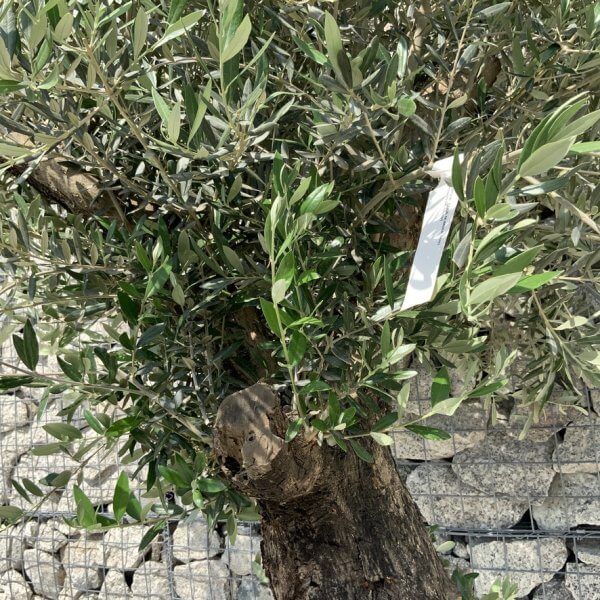Gnarled Olive Tree Multi Stem H693 - B4755E89 A4F2 4119 961E D9C089EFB247 1 105 c
