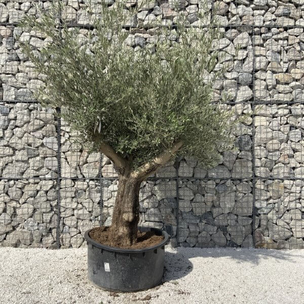 Gnarled Olive Tree XL Multi Stem Low Bowl H703 - B644525C 6E81 42A6 8AA0 5300EEAC5EAB 1 105 c