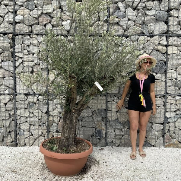 Olive Tree Gnarled XXL Natural Crown (In Patio Pot) H904 - B7FBE7D1 6D40 4AD1 AE39 F59D5FD227D5 1 105 c