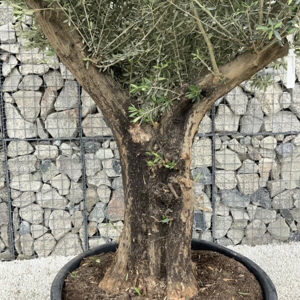 Gnarled Olive Tree XL Multi Stem Low Bowl H569 - B9B4ACE5 555E 4B28 B868 80AC14259BD8 1 105 c