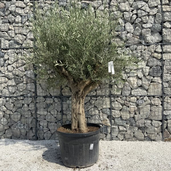 Tuscan Olive Tree XXL Fluted/Chunky Multi Stem H654 - BB3EB069 A4F8 43FB BB4E 142760735030 1 105 c