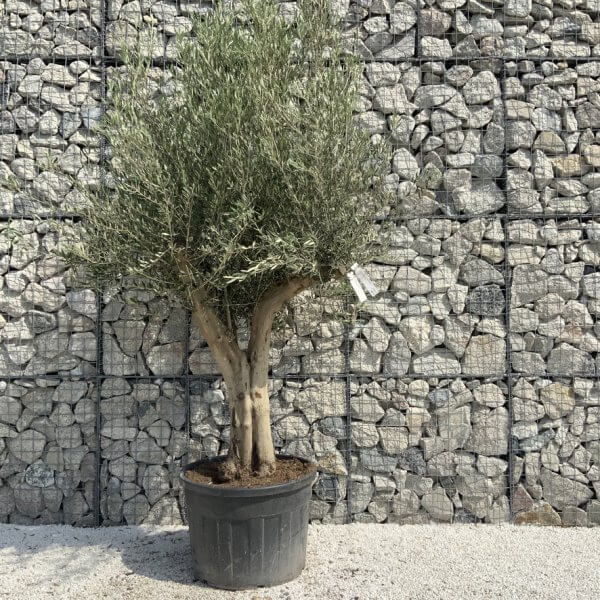 Tuscan Olive Tree XXL Fluted/Chunky Multi Stem H641 - BBE230F7 3266 4499 8FD3 2D791D1D93F0 1 105 c
